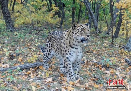 2025���ږ|��������(gu��)�ҹ��@�Ĕz�Ė|������(��ҕ��ý���D)