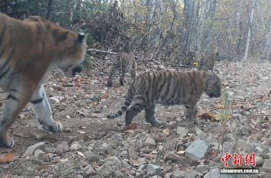 2025���ږ|��������(gu��)�ҹ��@�Ĕz���Ė|������(��ҕ��ý���D)