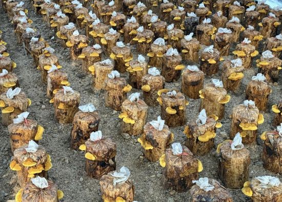 ���D�hί������/���D